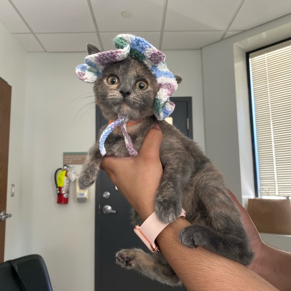 Crochet cat or small dog hat! 🥰 - Picture 4 of 5